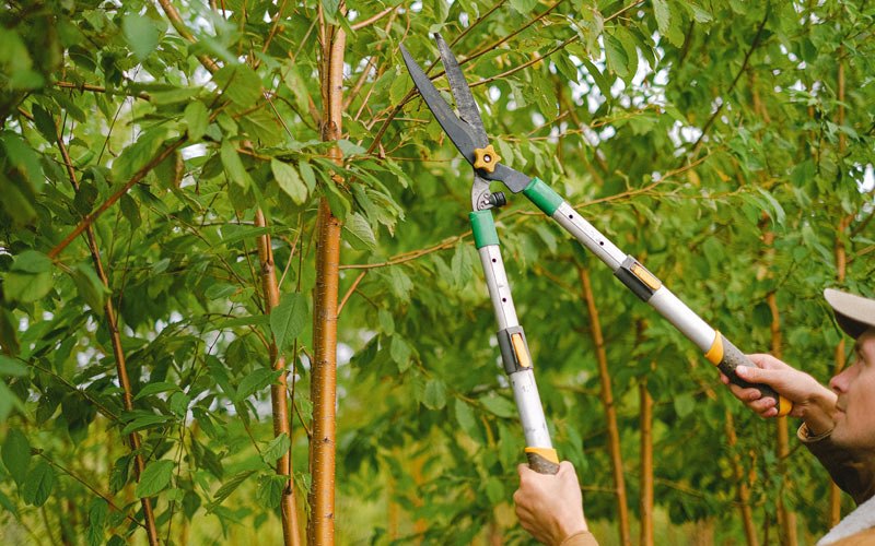 Tree trimming in Montoursville, PA